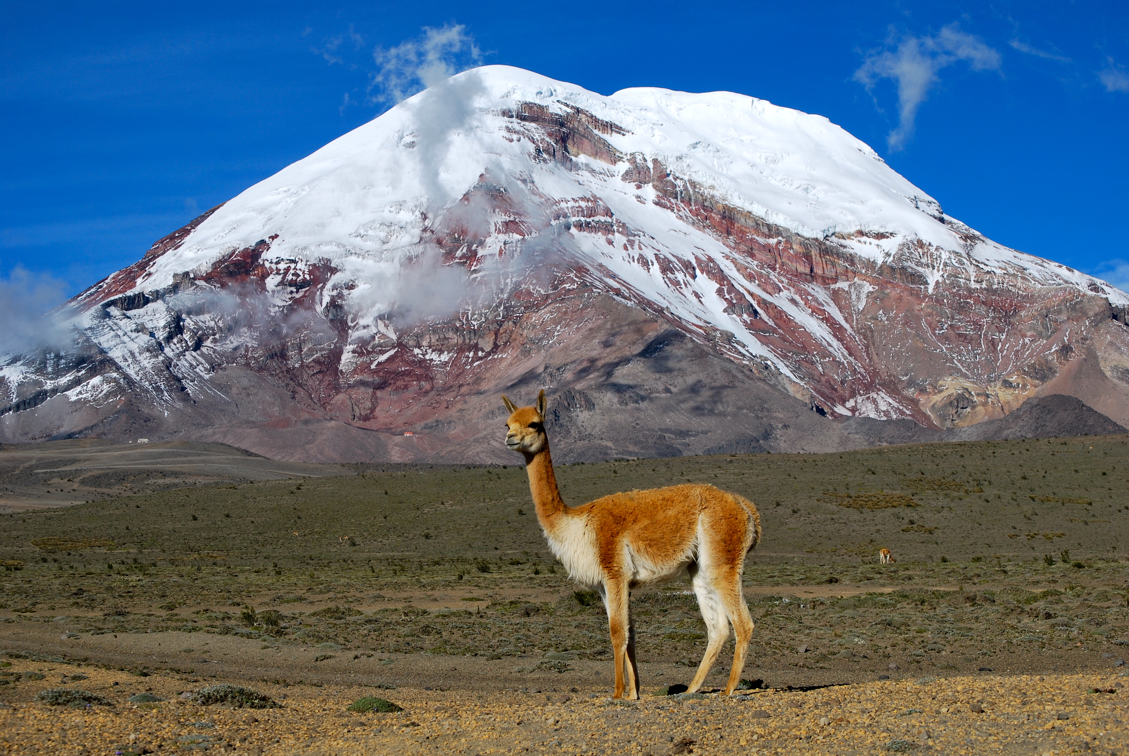 A wild light-brown vicuña standing on the high Andean páramo grassland in the foreground, with the snow-covered volcanic peak of Mount Chimborazo rising against a blue sky in the background.